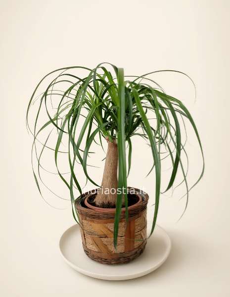 beucarnea(mangiafumo)