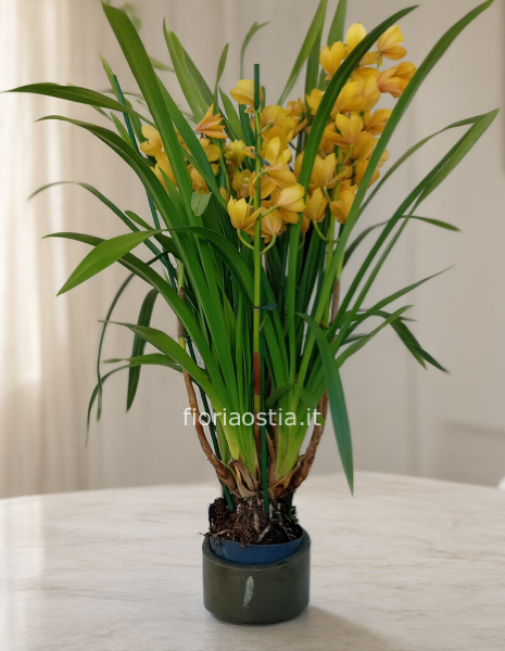 Cimbidium
