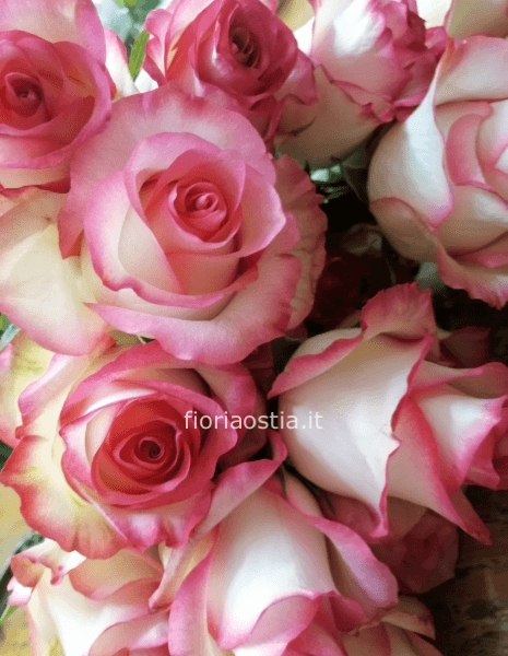 7 rose screziate