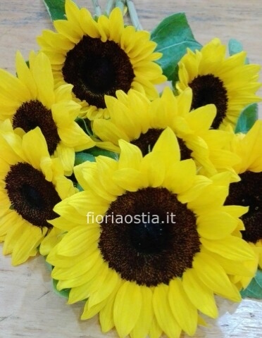 Girasoli a stelo