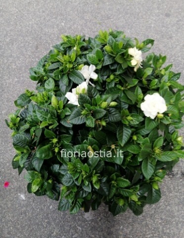 pianta di gardenia