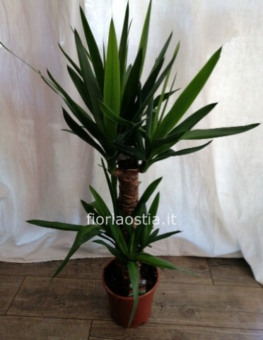 yucca