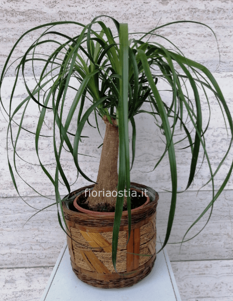 beucarnea(mangiafumo)