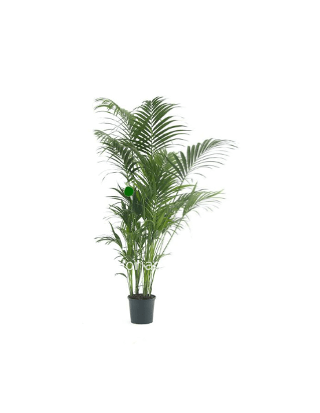 Kentia