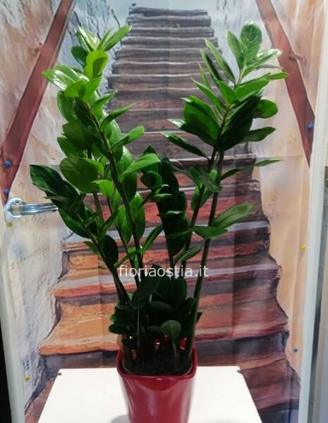 Zamioculcas (Pianta di Padre PIO)