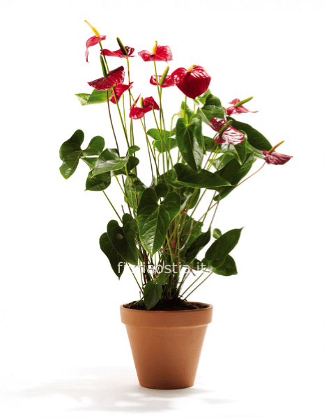 anthrium