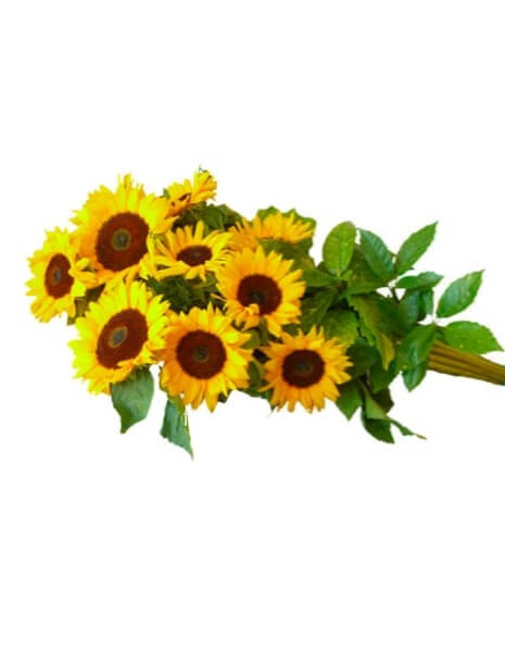 Fascio di girasoli