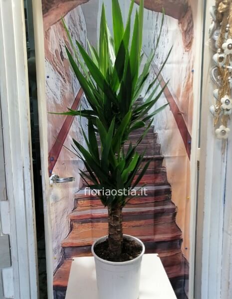 YUCCA (tronchetto della felicità)