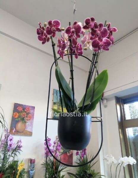 Orchidea appesa