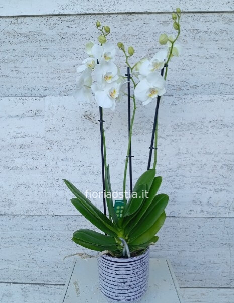Orchidea bianca