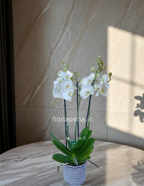 Orchidea bianca