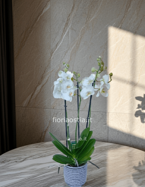 Orchidea bianca
