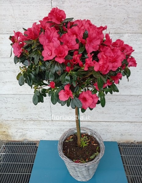 Azalea albero