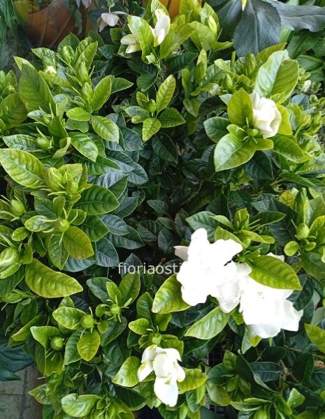 Pianta di gardenia