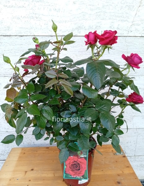 Pianta di rose