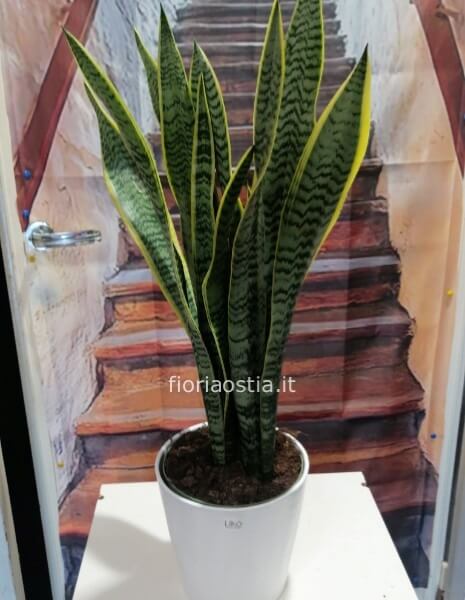 Sanseveira trifasciata