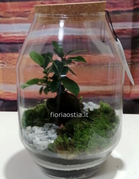 Giardino in vetro  (Terrarium)