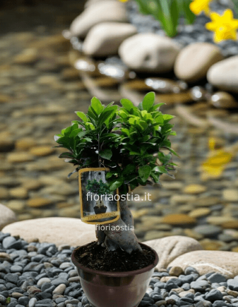 Bonsai ginseng