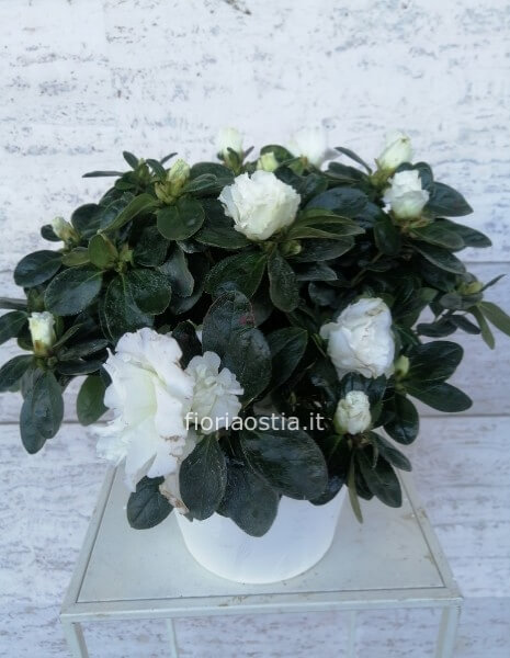 Azalea bianca