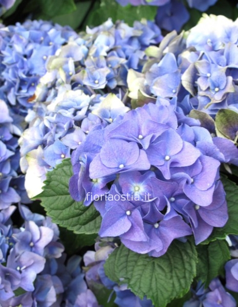 Pianta di Ortensia