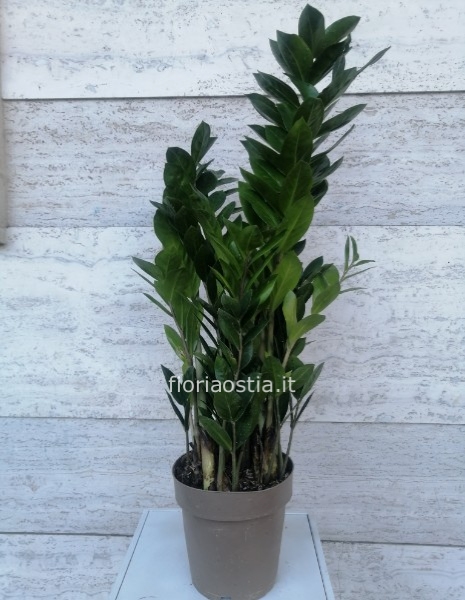 Zamioculcas Zamifolia 
