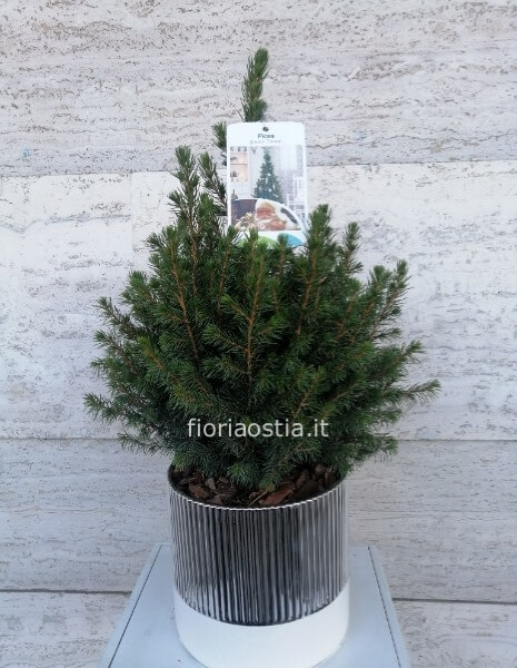 Picea glauca