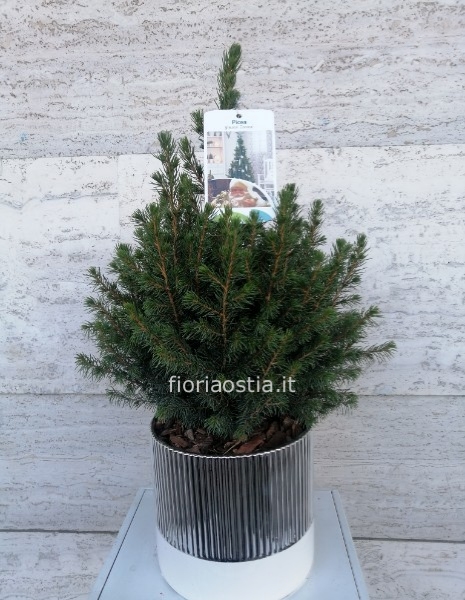 Picea glauca