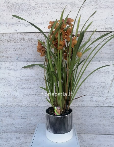 Cimbidium