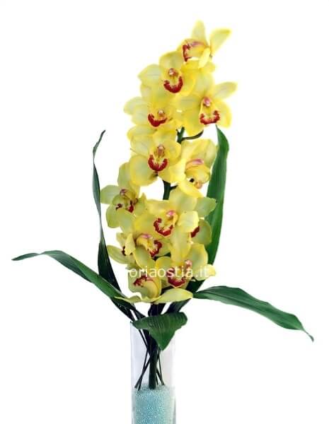 Cimbidium (orchidea)