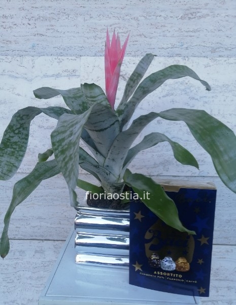 Aechmea  fasciata