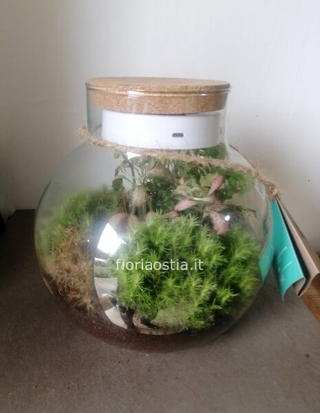 Terrarium 