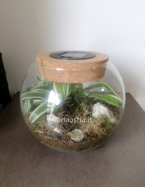 Terrarium 
