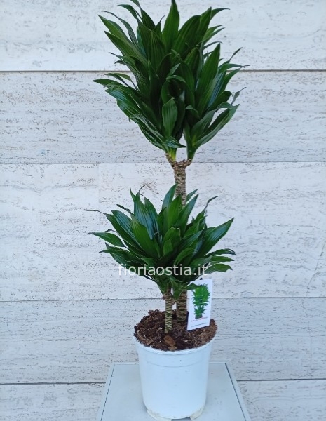 Dracaena J.c. Compacta
