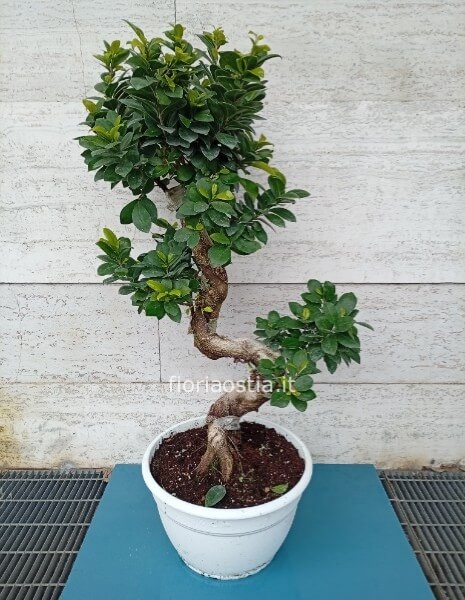 Bonsai Ginseng