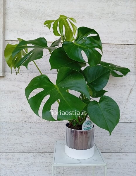 Monstera