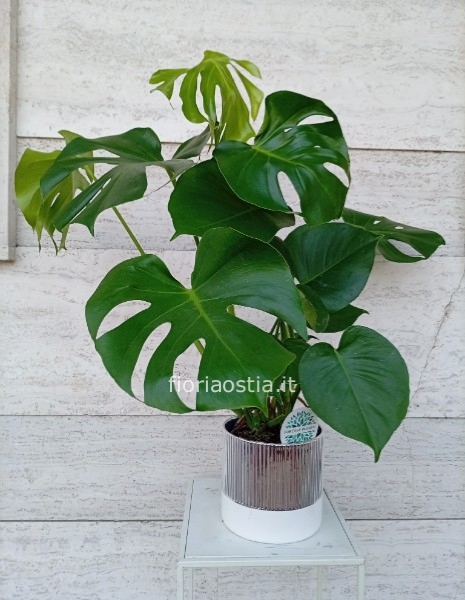 Monstera