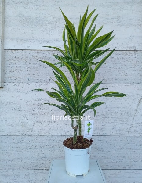 Dracaena lemon lime