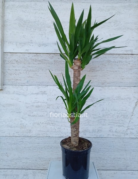 yucca (trnchetto della felicità)