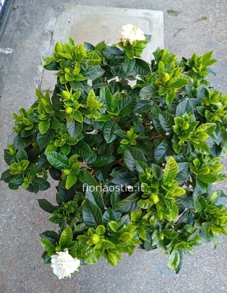 Gardenia