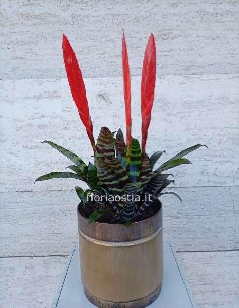 Bromelia (Vrisea)