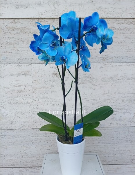 orchidea blu