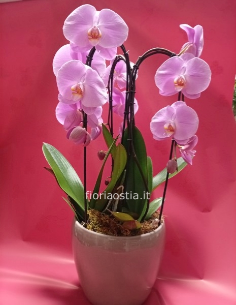 Orchidea rosa