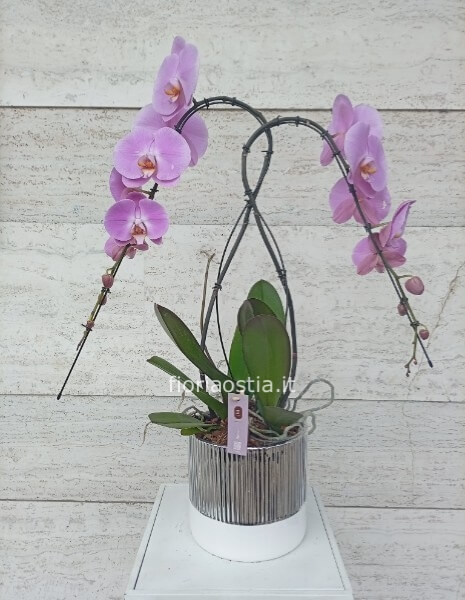 Orchidea rosa
