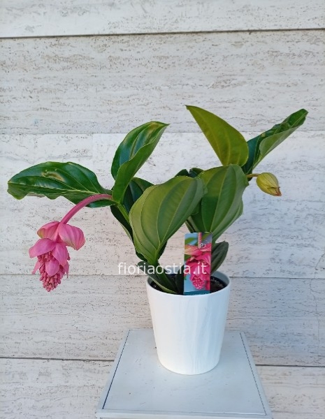 Medinilla magnifica