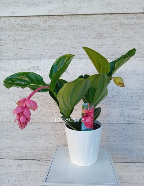 Medinilla magnifica