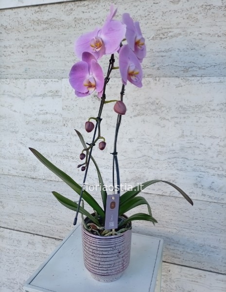 Orchidea rosa