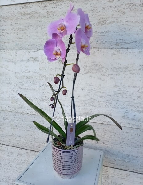 Orchidea rosa