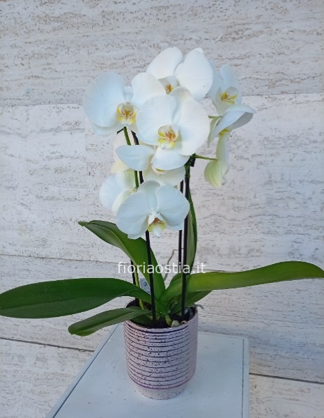 Orchidea bianca