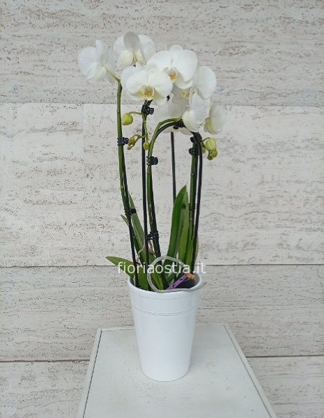 Orchidea bianca