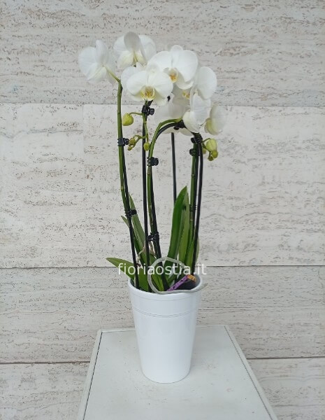 Orchidea bianca